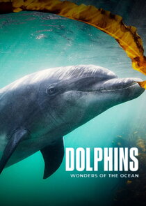 Dolphins: Wonders of the Ocean poster