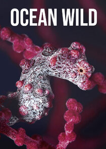 Ocean Wild poster