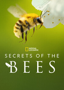 Secrets of the Bees poster